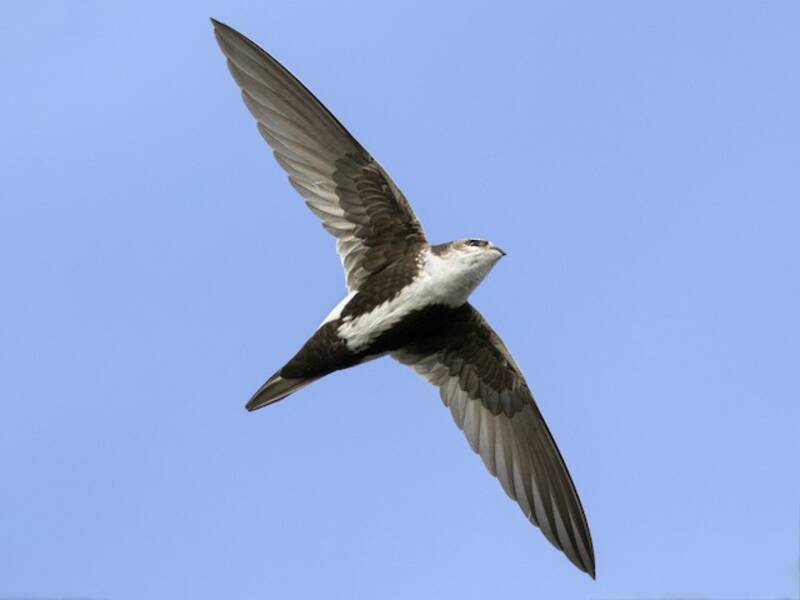 White-throated Swift (Aeronautes saxatalis)