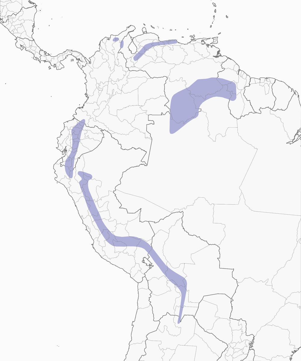 Vencejo Ventricenizo, Distribución 1