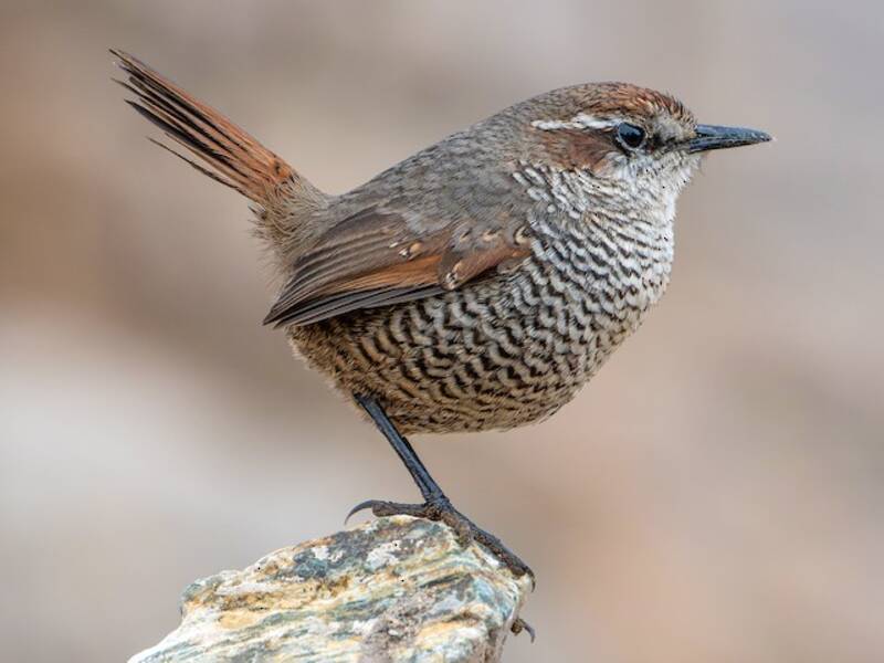 Weißkehltapaculo, Fotos 3