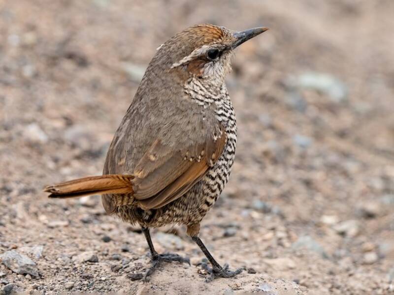 Weißkehltapaculo, Fotos 4