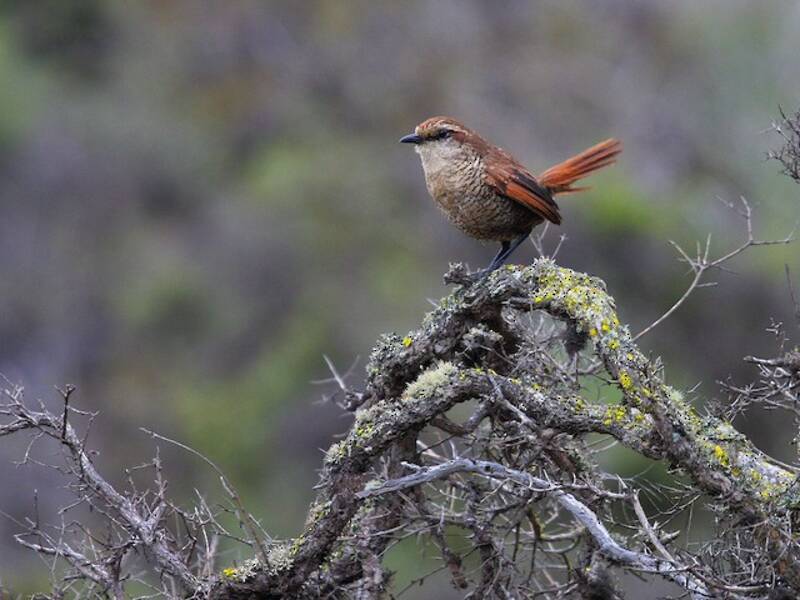 Weißkehltapaculo, Fotos 2
