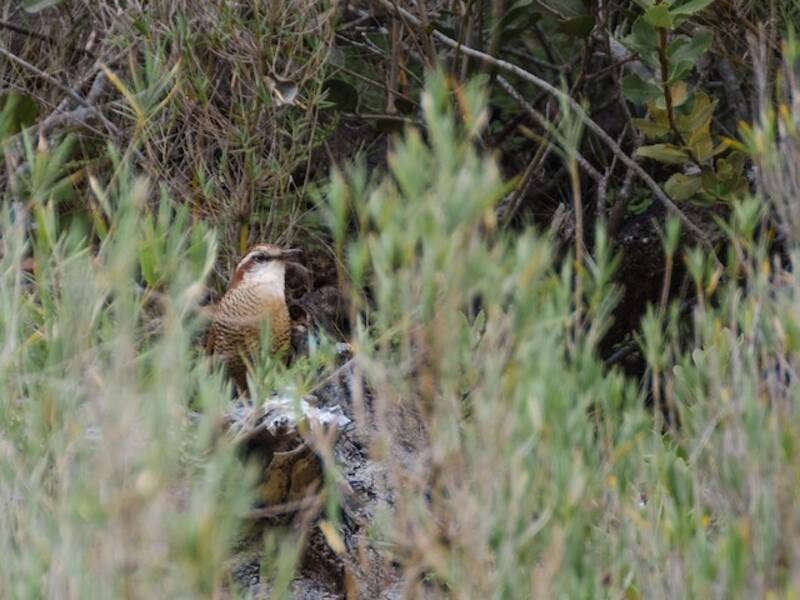 Weißkehltapaculo