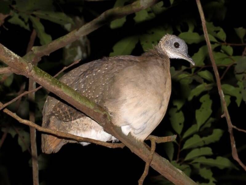 Tinamou tacheté