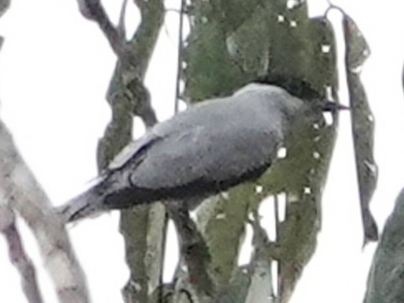 White-tailed Tityra