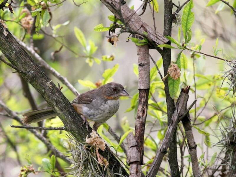 White-throated Towhee