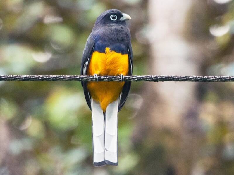 White-tailed Trogon