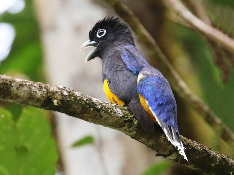 White-tailed Trogon, 照片 3