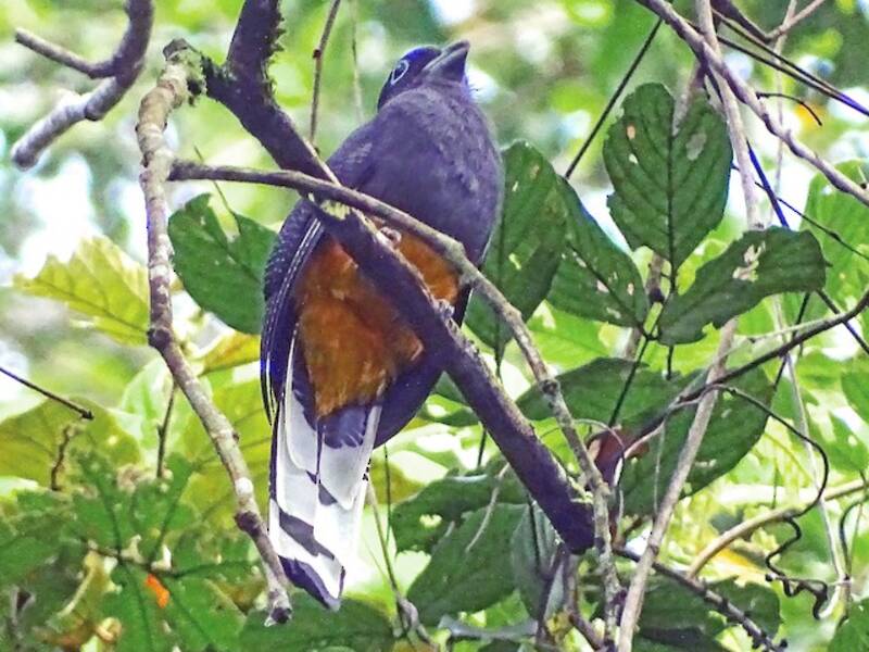 White-tailed Trogon, 照片 4