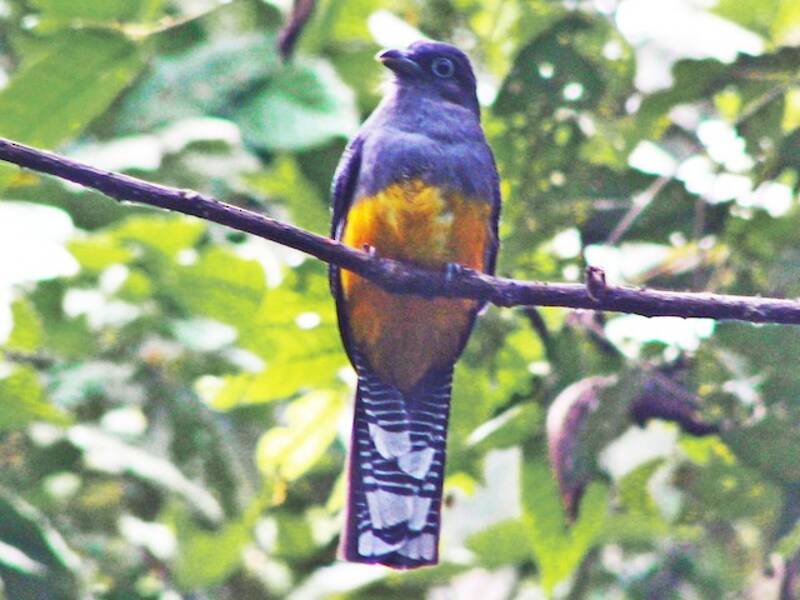 White-tailed Trogon, 照片 2