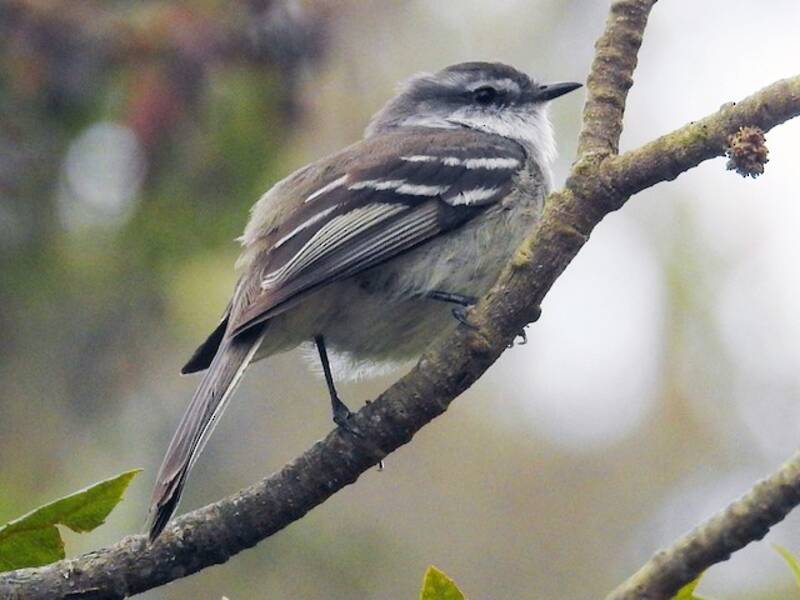 Tiranno pigmeo golabianca, Foto 2