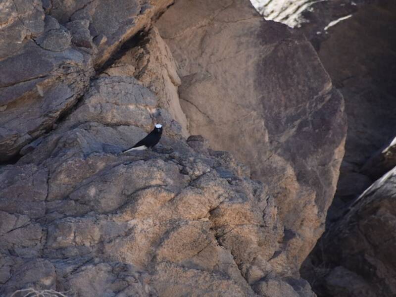 Traquet à tête blanche, Photos 4