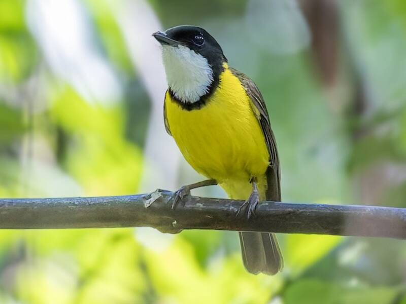 White-throated Fiji Whistler, Photos 3