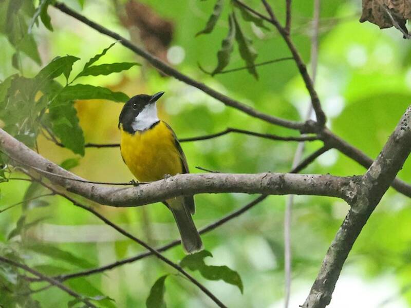 White-throated Fiji Whistler, Photos 4