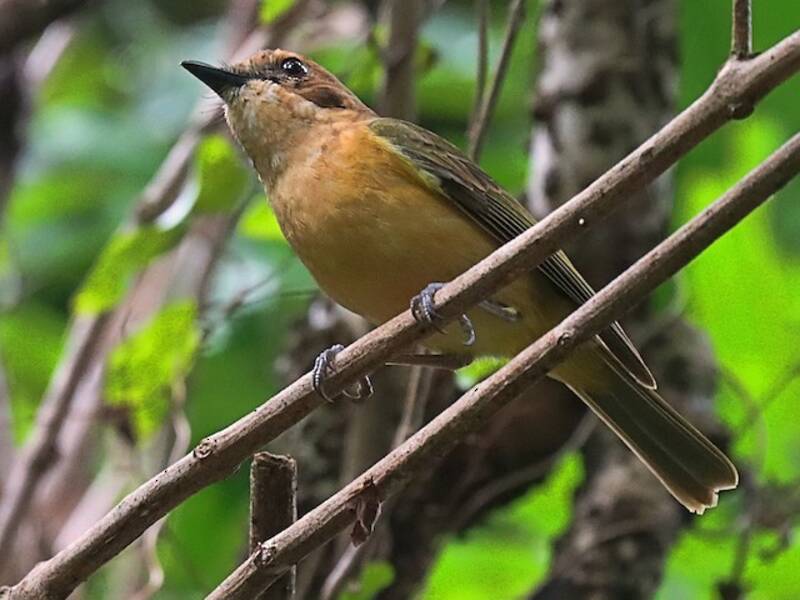 White-throated Fiji Whistler, Photos 2