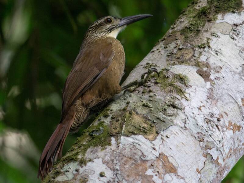 White-throated Woodcreeper