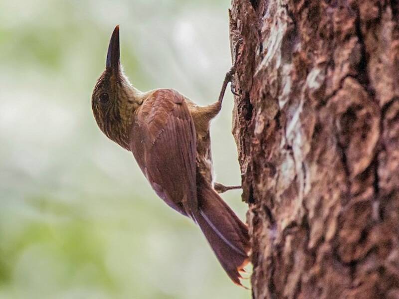 White-throated Woodcreeper, 照片 2