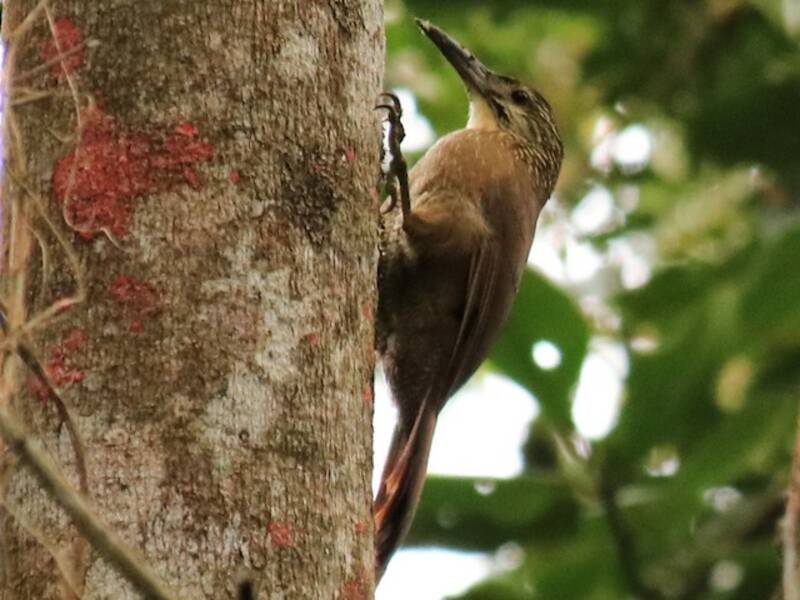 White-throated Woodcreeper, 照片 3