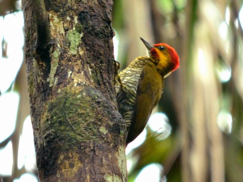 White-throated Woodpecker, Photos 4