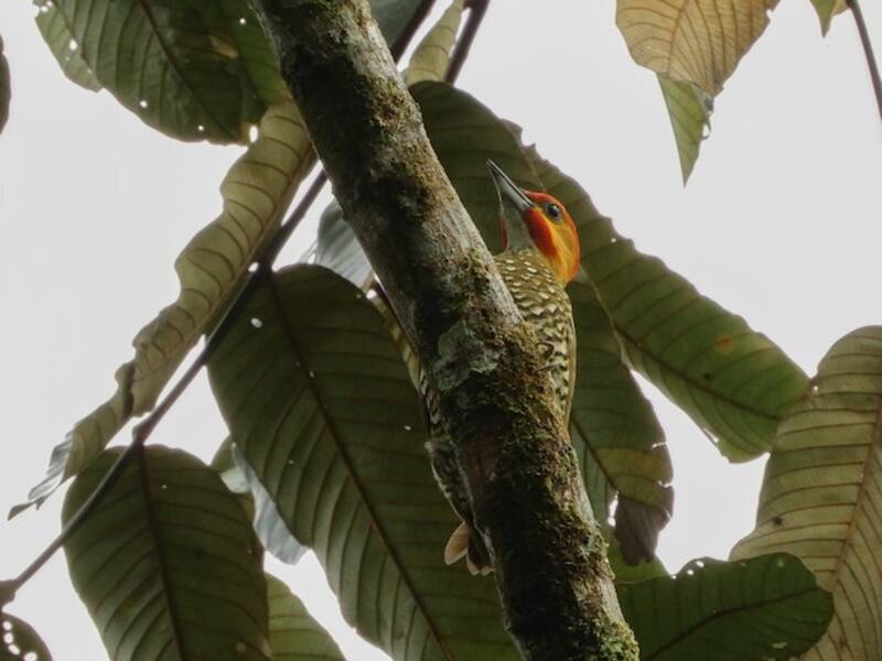 White-throated Woodpecker, Photos 3