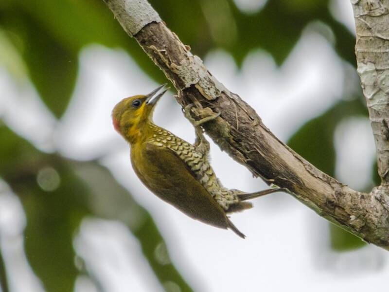 White-throated Woodpecker, Photos 2