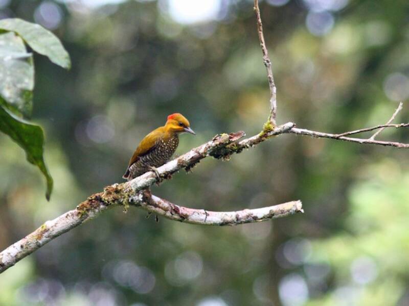 White-throated Woodpecker
