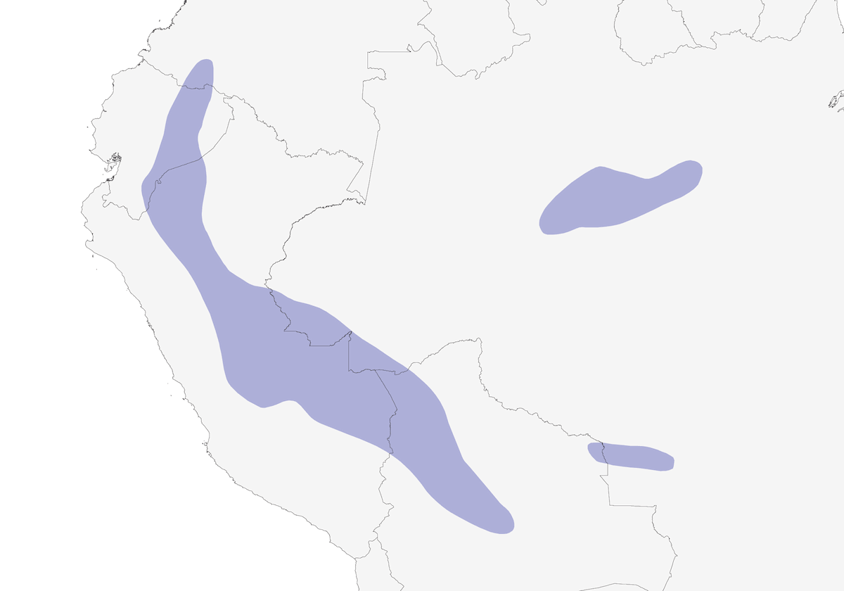 White-throated Woodpecker, Distribution 1
