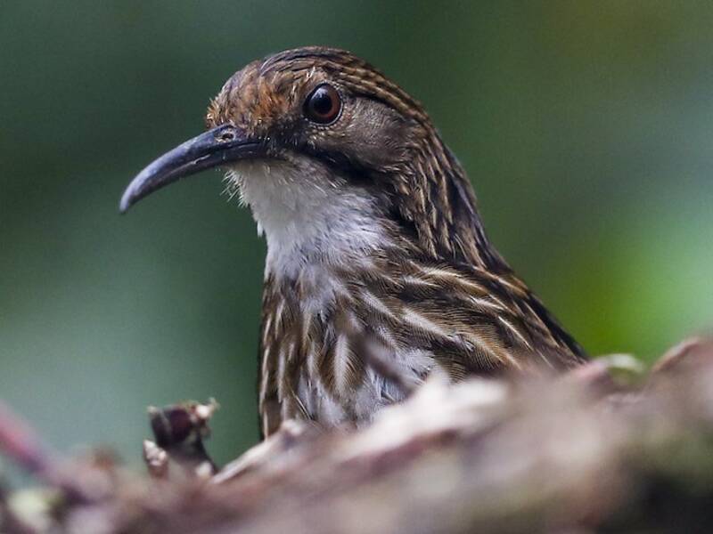 Garrulo scricciolo golabianca, Foto 3