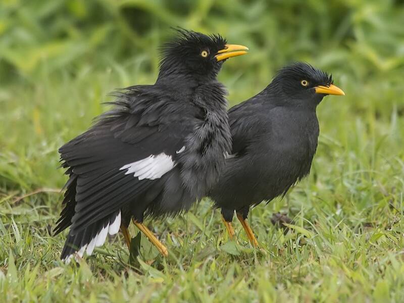 Java-Myna