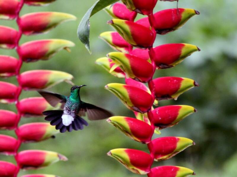 White-vented Plumeleteer
