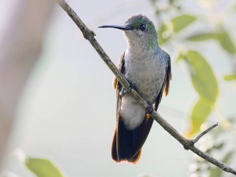 White-vented Plumeleteer, 照片 3