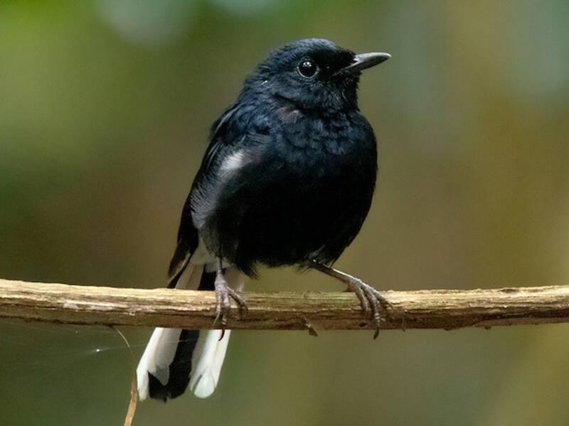 White-vented Shama