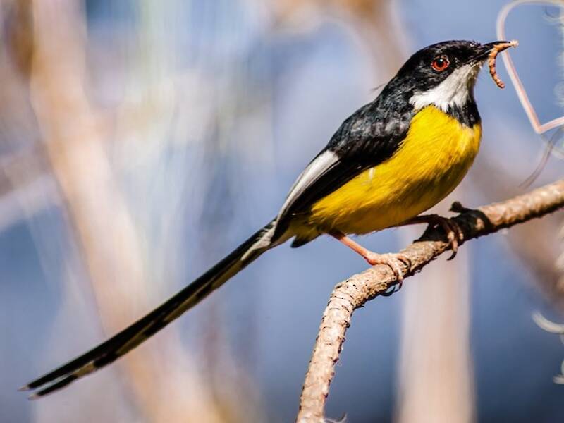 White-winged Apalis, 照片 3
