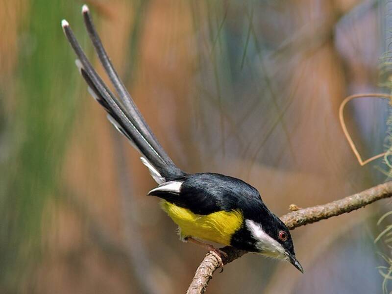White-winged Apalis, 照片 2
