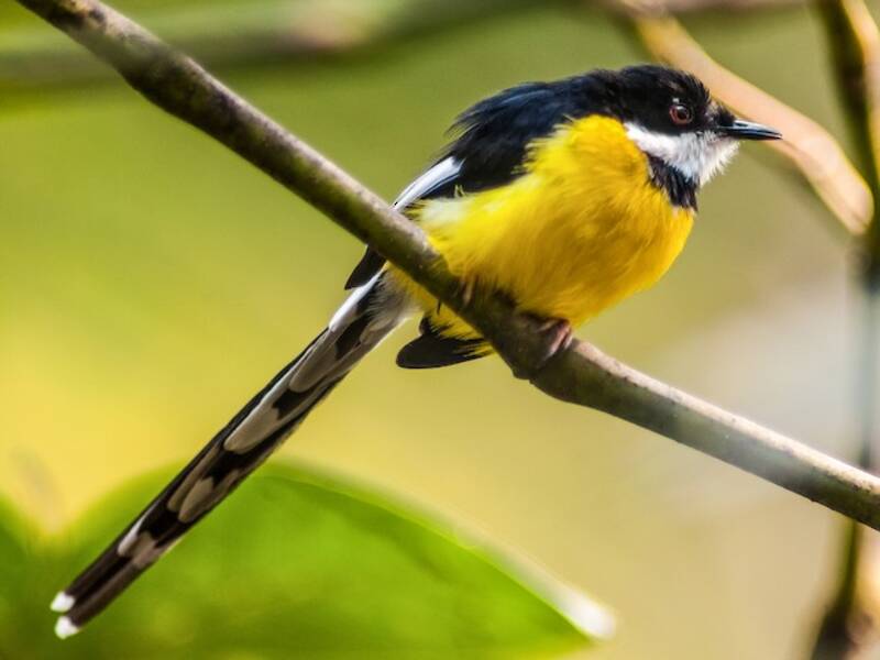 White-winged Apalis, 照片 4