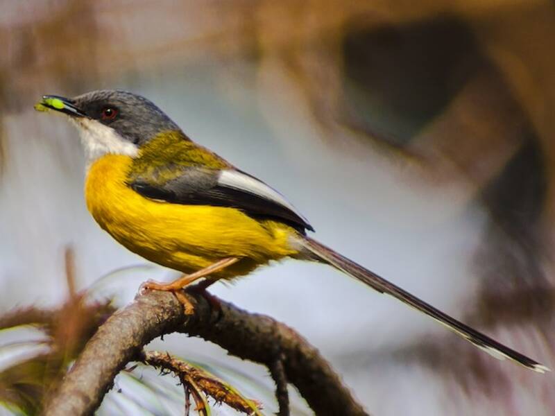 Weißflügelapalis