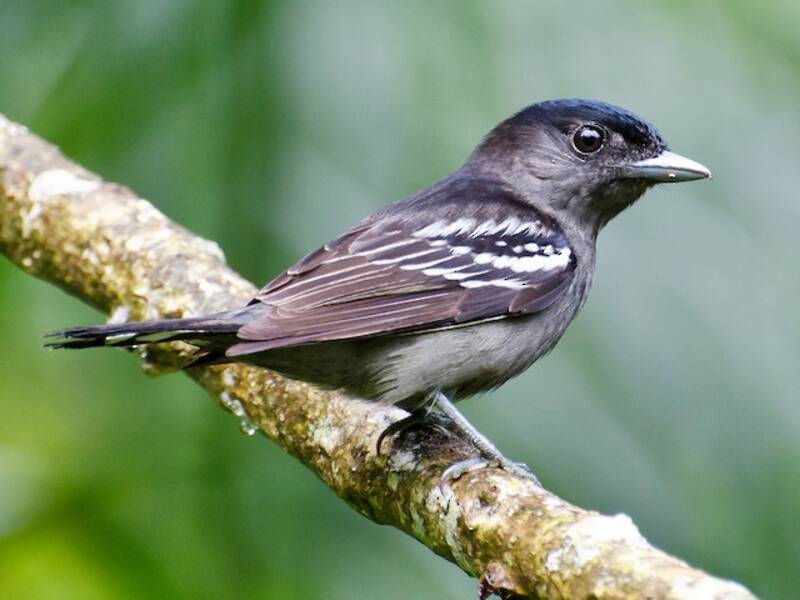 White-winged Becard