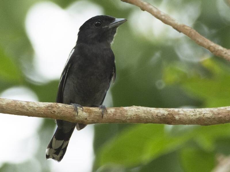 White-winged Becard, Photos 2