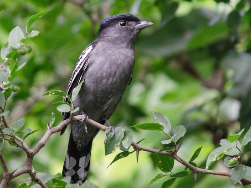 White-winged Becard, Photos 4
