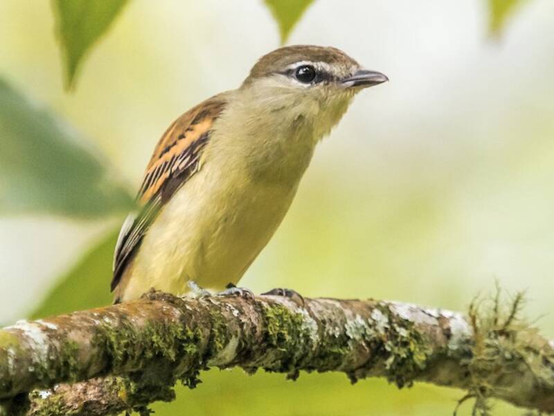 White-winged Becard, Photos 3