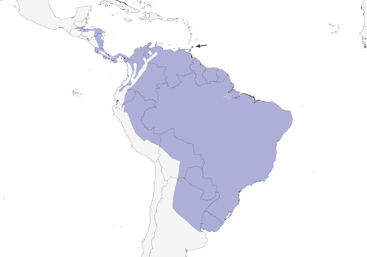 White-winged Becard, Distribution 1