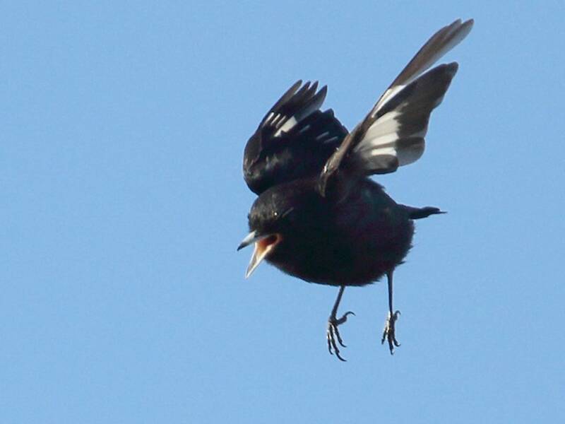 White-winged Black-Tyrant