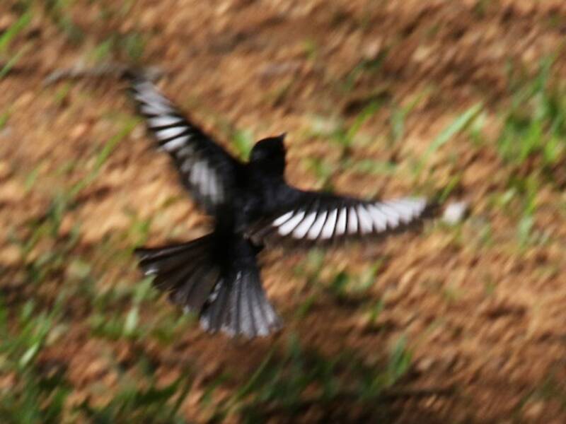 Tiranno nero della Caatinga, Foto 2