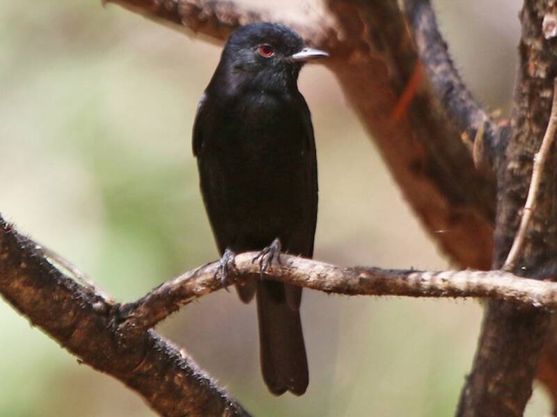 Tiranno nero della Caatinga, Foto 4