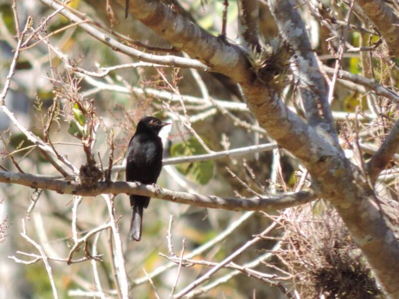 Tiranno nero della Caatinga, Foto 3