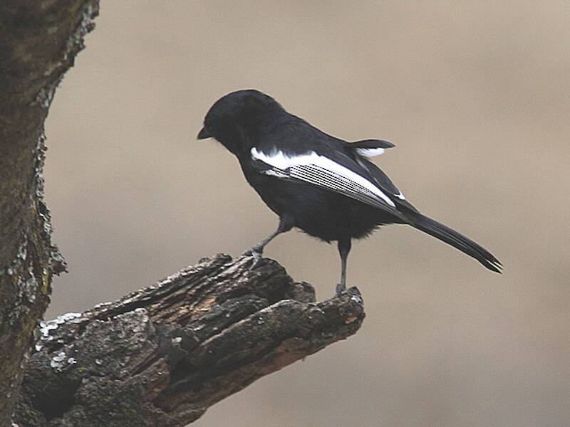 Mésange noire à épaulettes blanches, Photos 3