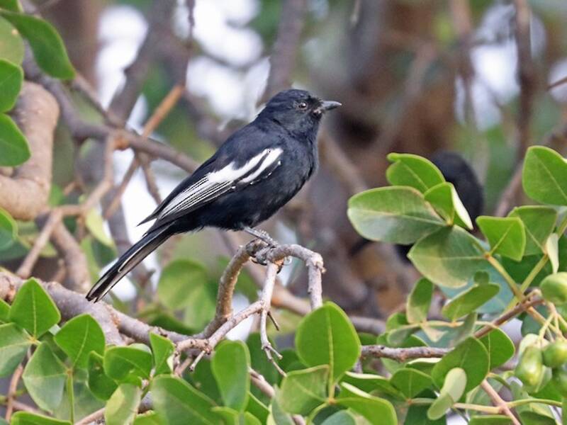 Mésange noire à épaulettes blanches