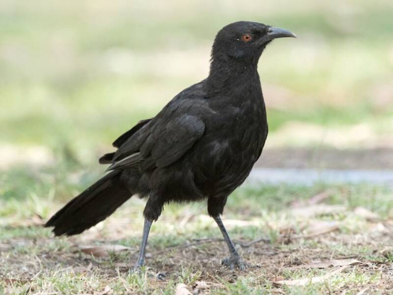 White-winged Chough (Corcorax melanorhamphos)
