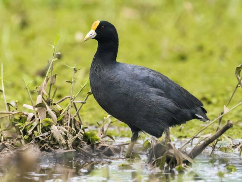 Foulque leucoptère, Photos 3