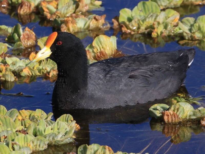 Foulque leucoptère, Photos 4