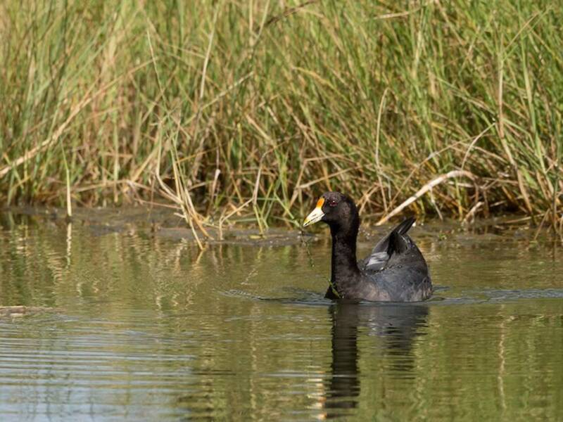Foulque leucoptère, Photos 2